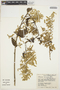 Chamissoa altissima (Jacq.) Kunth, ECUADOR, C. H. Dodson 5027, F