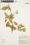 Chamissoa altissima (Jacq.) Kunth, ECUADOR, C. H. Dodson 7063, F