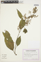 Chamissoa altissima (Jacq.) Kunth, ECUADOR, G. W. Harling 23119, F