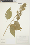 Chamissoa altissima (Jacq.) Kunth, ECUADOR, G. W. Harling 9511, F