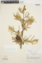 Chamissoa altissima (Jacq.) Kunth, ECUADOR, R. Espinosa 1707, F
