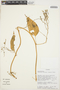 Chamissoa altissima (Jacq.) Kunth, COLOMBIA, Rod. Vásquez 12583, F