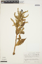 Chamissoa altissima (Jacq.) Kunth, COLOMBIA, I. Cabrera-Rodríguez 3567, F