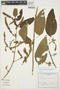 Chamissoa altissima (Jacq.) Kunth, ARGENTINA, J. E. Montes 15180, F