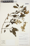 Chamissoa altissima (Jacq.) Kunth, Bolivia, J. C. Solomon 11057, F