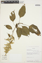 Chamissoa altissima (Jacq.) Kunth, Bolivia, J. C. Solomon 10544, F