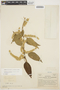 Chamissoa altissima (Jacq.) Kunth, COLOMBIA, A. Dugand G. 944, F