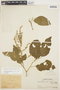 Chamissoa altissima (Jacq.) Kunth, PERU, Ll. Williams 2417, F