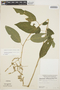 Chamissoa altissima (Jacq.) Kunth, ECUADOR, M. E. Mathias 5171, F