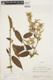 Chamissoa altissima (Jacq.) Kunth, ECUADOR, J. A. Steyermark 54047, F