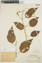 Chamissoa altissima (Jacq.) Kunth, PERU, Ll. Williams 2523, F