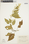 Chamissoa altissima (Jacq.) Kunth, COLOMBIA, R. Romero Castañeda 10783, F