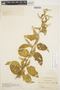 Chamissoa altissima (Jacq.) Kunth, COLOMBIA, O. L. Haught 2480, F
