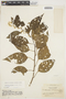 Chamissoa altissima (Jacq.) Kunth, COLOMBIA, O. L. Haught 2015, F