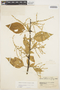 Chamissoa altissima (Jacq.) Kunth, COLOMBIA, E. P. Killip 34341, F