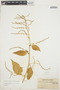 Chamissoa altissima (Jacq.) Kunth, COLOMBIA, Herb. H. Smith 1205, F