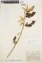 Chamissoa altissima (Jacq.) Kunth, COLOMBIA, A. Dugand G. 764, F