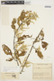 Chamissoa altissima (Jacq.) Kunth, COLOMBIA, J. Cuatrecasas 7439, F