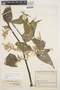 Chamissoa altissima (Jacq.) Kunth, COLOMBIA, J. Cuatrecasas 13166, F