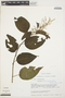 Chamissoa altissima (Jacq.) Kunth, ECUADOR, H. Balslev 10562, F