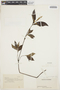 Cyathula achyranthoides (Kunth) Moq., COLOMBIA, M. de Garganta 819, F