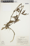 Cyathula achyranthoides (Kunth) Moq., COLOMBIA, R. H. Warner 265, F