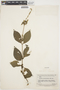 Cyathula achyranthoides (Kunth) Moq., SURINAME, B. Maguire 23879, F
