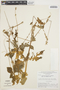 Cyathula prostrata (L.) Blume, BOLIVIA, G. T. Prance 5862, F