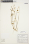 Froelichia humboldtiana (Schult.) Seub., BRAZIL, 830, F