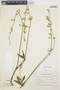 Froelichia procera (Seub.) Pedersen, ARGENTINA, A. Krapovickas 18286, F