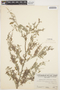 Indigofera oblongifolia Forssk., VENEZUELA, A. Pappi 6899, F