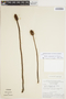 Helosis cayennensis (Sw.) Spreng., BRAZIL, G. T. Prance 8765, F