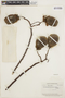 Cochlospermum vitifolium (Willd.) Spreng., BRITISH GUIANA [Guyana], A. C. Smith 3342, F