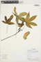 Cochlospermum vitifolium (Willd.) Spreng., COLOMBIA, D. Alvira 38, F