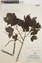 Cochlospermum vitifolium (Willd.) Spreng., BRAZIL, B. E. Dahlgren 825, F
