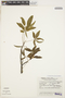 Cochlospermum tetraporum Hallier f., ARGENTINA, T. del V. Ruiz, F