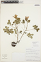 Amoreuxia wrightii A. Gray, Peru, H. H. van der Werff 16430, F