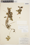 Amoreuxia wrightii A. Gray, Peru, P. C. Hutchison 1504, F