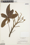 Cochlospermum orinocense (Kunth) Steud., SURINAME, B. Maguire 54199, F
