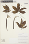 Cochlospermum orinocense (Kunth) Steud., COLOMBIA, A. H. Gentry 46327, F
