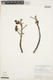 Cochlospermum orinocense (Kunth) Steud., BOLIVIA, G. T. Prance 5858, F