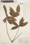 Cochlospermum orinocense (Kunth) Steud., BRAZIL, A. Ginzberger, F