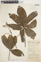 Cochlospermum orinocense (Kunth) Steud., BRAZIL, P. Capucho 334, F