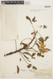 Cochlospermum orinocense (Kunth) Steud., PERU, G. Klug 3120, F