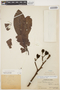 Cochlospermum orinocense (Kunth) Steud., PERU, Ll. Williams 1778, F