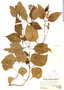 Salvia consobrina Epling, Peru, A. Weberbauer 7654, F