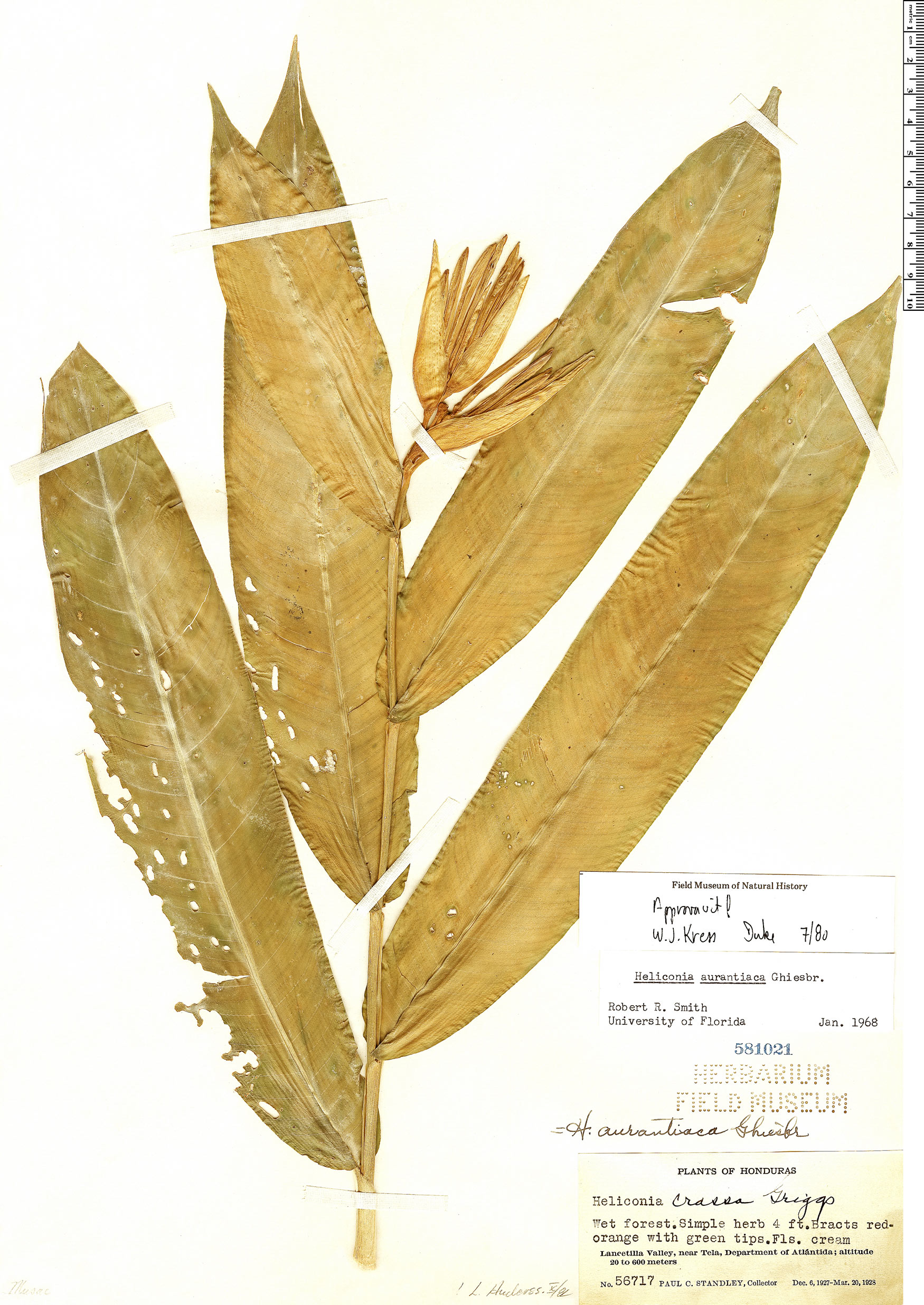 Heliconia aurantiaca image