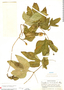 Cionosicys macranthus (Pittier) C. Jeffrey, Honduras, P. C. Standley 53396, F