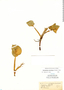Heteranthera multiflora (Griseb.) Horn, Argentina, W. Lossen 276, F