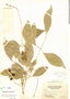 Citharexylum fruticosum, U.S. Virgin Islands, J. N. Rose 3622, F